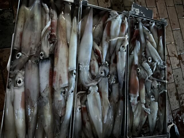 アカイカ(ケンサキイカ)