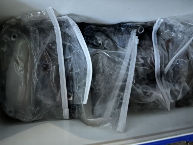 アカイカ(ケンサキイカ)