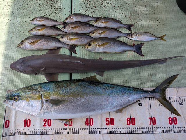 メジロ(ブリ)・イサギ(イサキ)