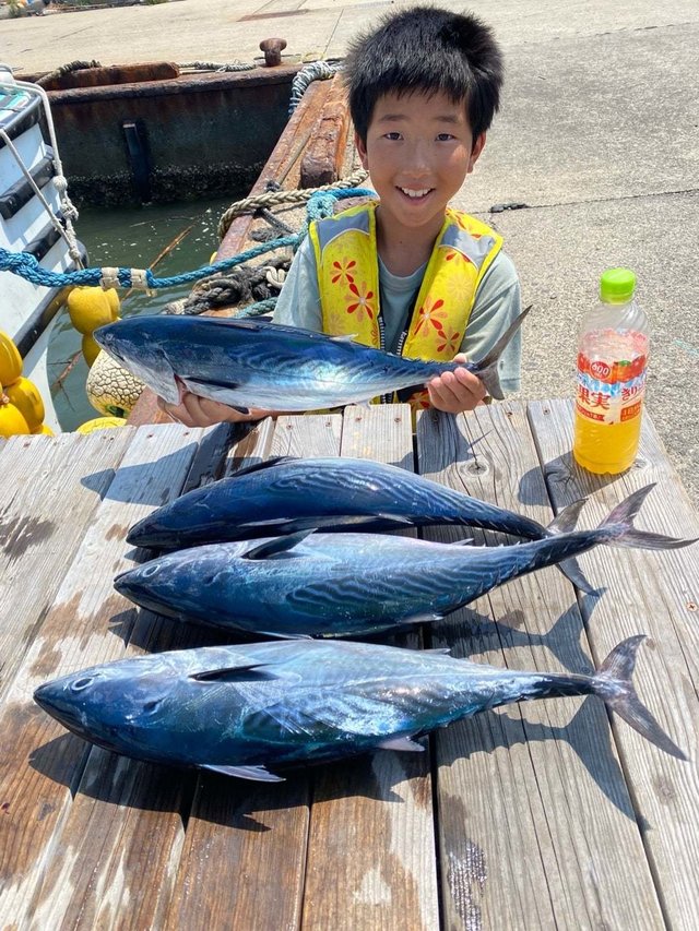 スマガツオ(スマ)