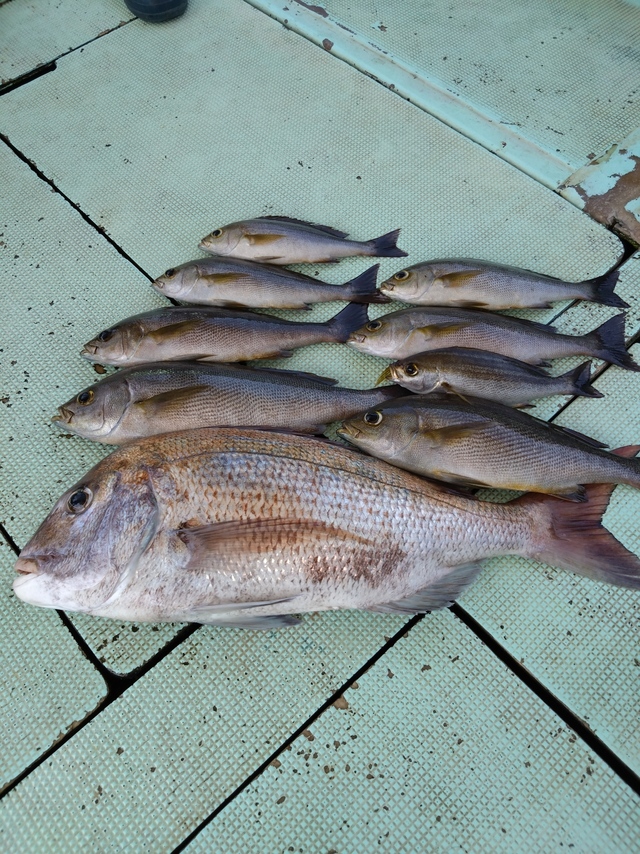 タイ(マダイ)・イサギ(イサキ)