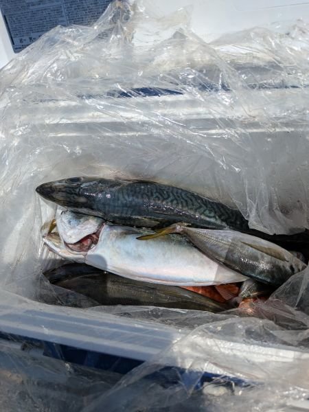 アジ(マアジ)・サバ(マサバ)