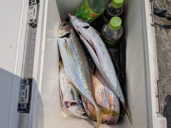 チャリコ(マダイ)・アジ(マアジ)・サバ(マサバ)