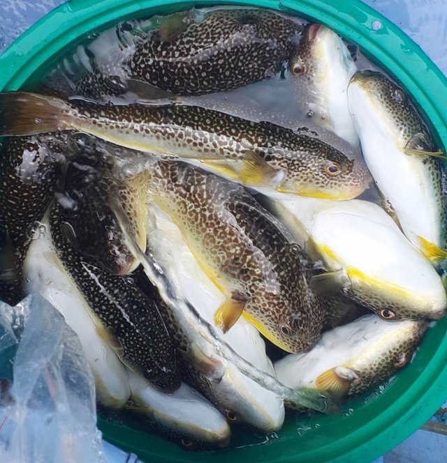 ショウサイフグ