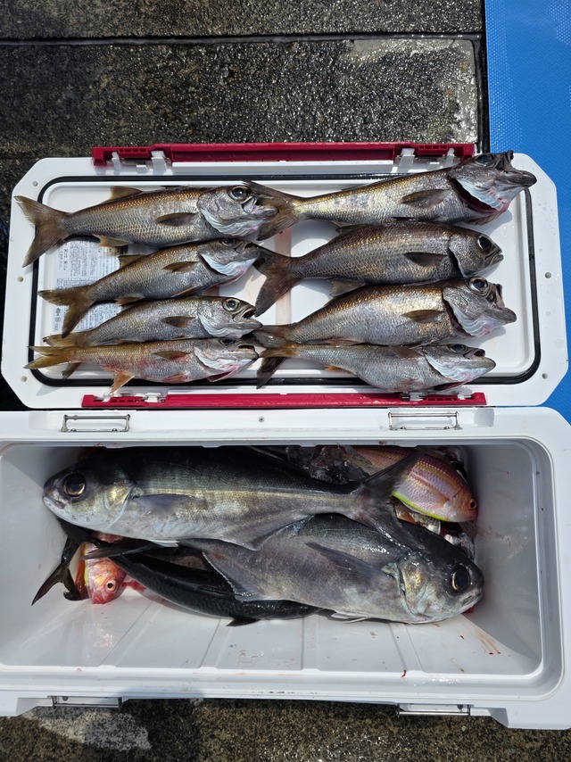 クロムツ・メダイ