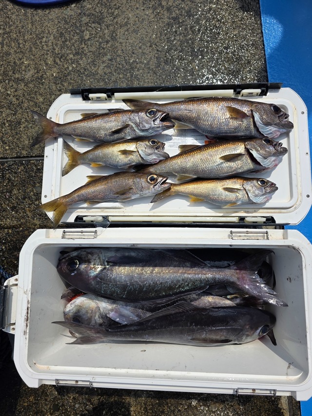 クロムツ・メダイ