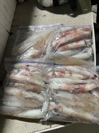 マイカ(ケンサキイカ)