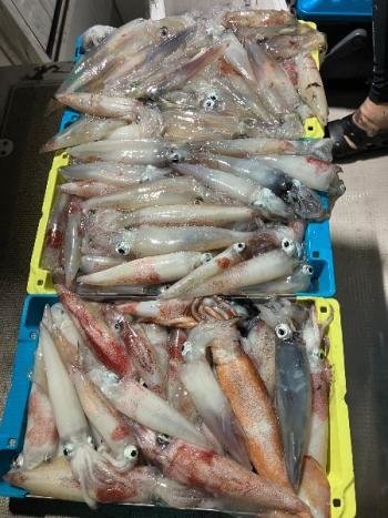 マイカ(ケンサキイカ)