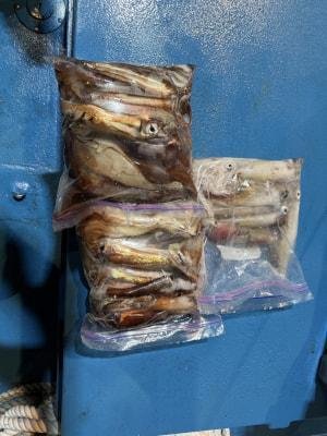 アカイカ(ケンサキイカ)・スルメイカ