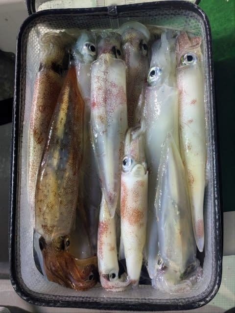 アカイカ(ケンサキイカ)