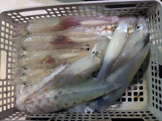 アカイカ(ケンサキイカ)