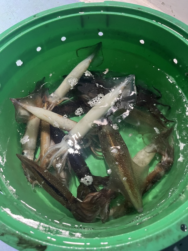 ムギイカ(スルメイカ)