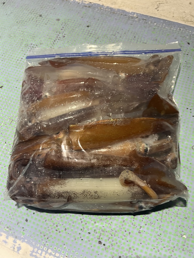 ムギイカ(スルメイカ)