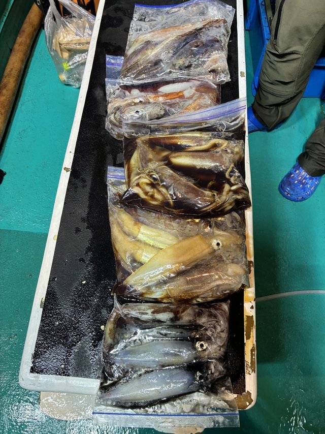 アカイカ(ケンサキイカ)・スルメ(スルメイカ)