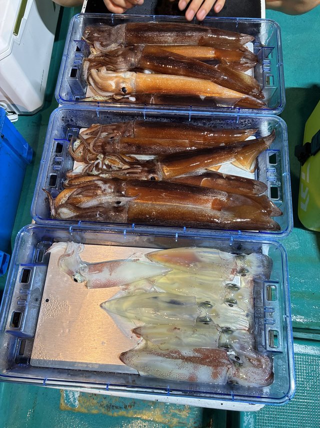 アカイカ(ケンサキイカ)・スルメ(スルメイカ)