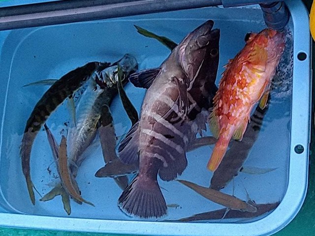 アジ(マアジ)・ムツ・アヤメカサゴ