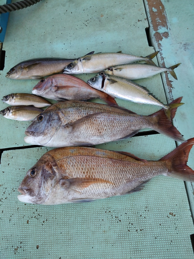 タイ(マダイ)・アジ(マアジ)・イサギ(イサキ)・サバ(マサバ)