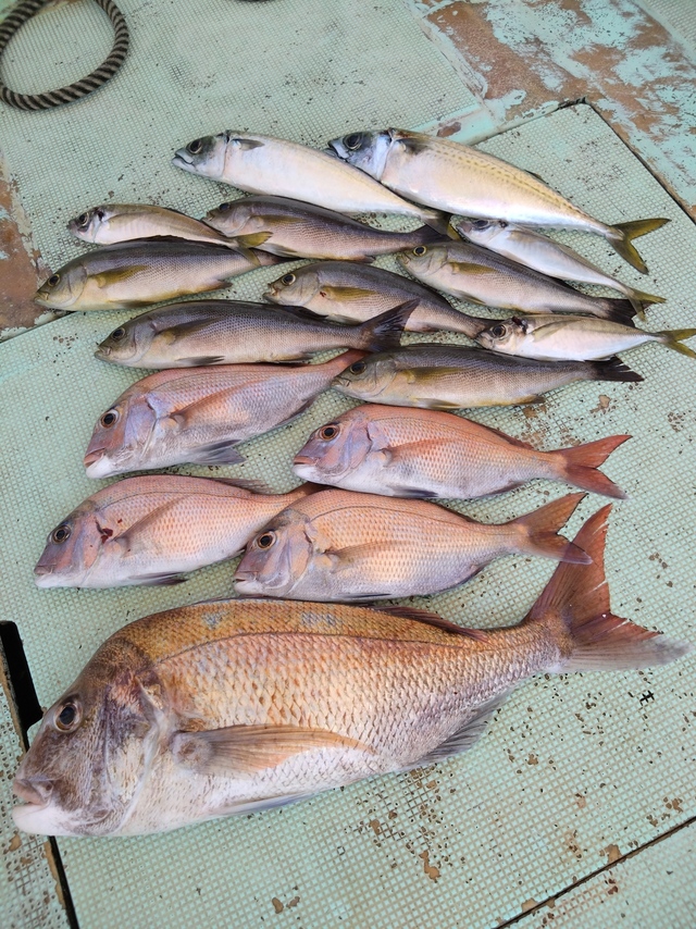 タイ(マダイ)・アジ(マアジ)・イサギ(イサキ)・サバ(マサバ)