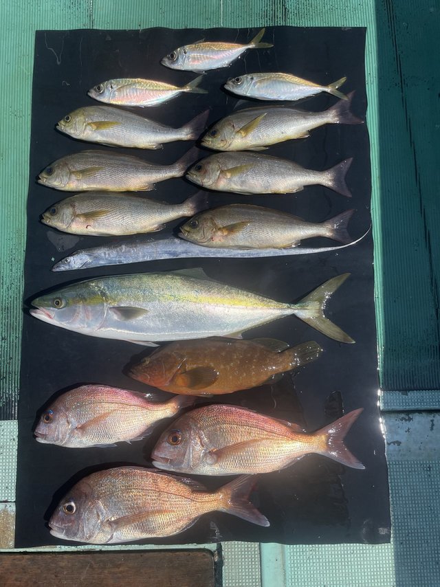 マダイ・キジハタ・メジロ(ブリ)・イサキ