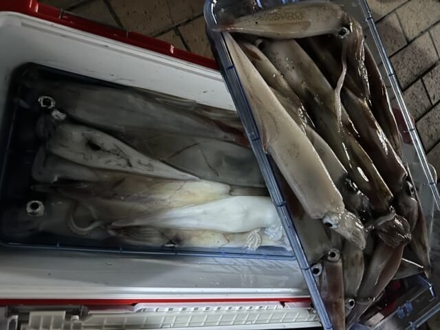 アカイカ(ケンサキイカ)