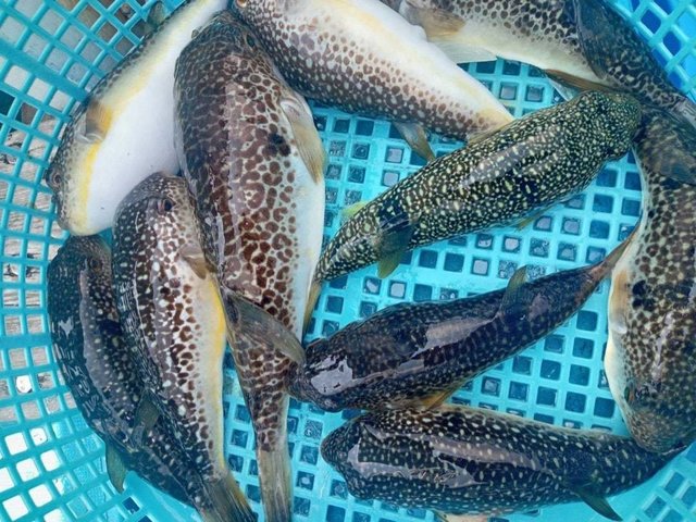 ショウサイフク(ショウサイフグ)