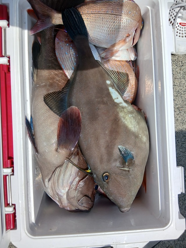 ハナダイ(チダイ)