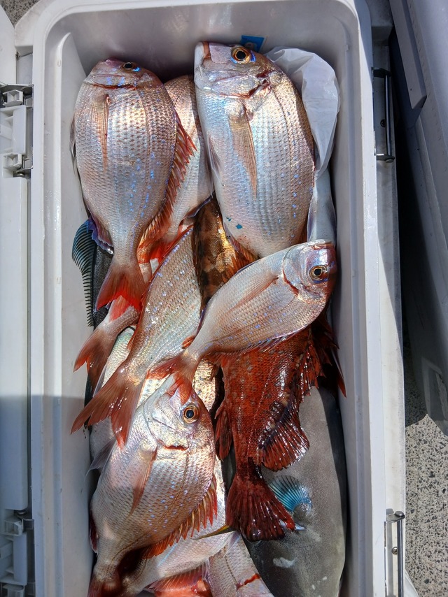 マダイ・ハナダイ(チダイ)