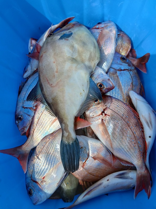 マダイ・ハナダイ(チダイ)