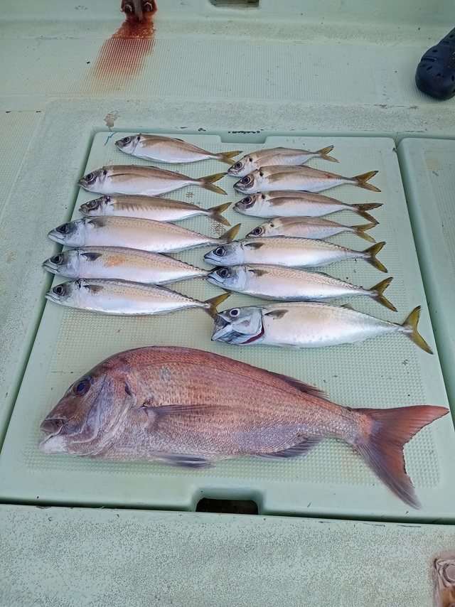 マダイ・マアジ・サバ(マサバ)