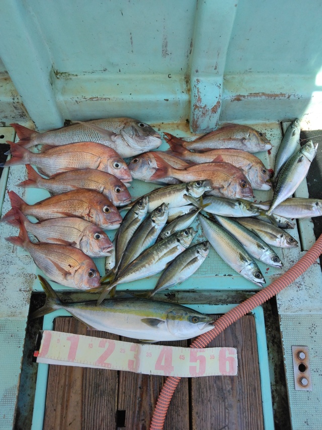 マダイ・マアジ・ハマチ(ブリ)・マサバ