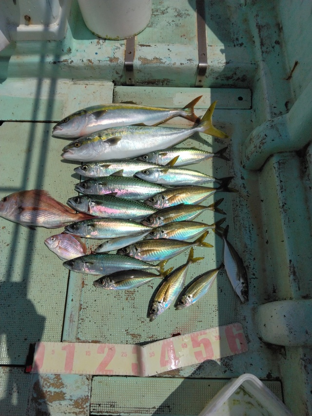 マダイ・マアジ・ハマチ(ブリ)・マサバ