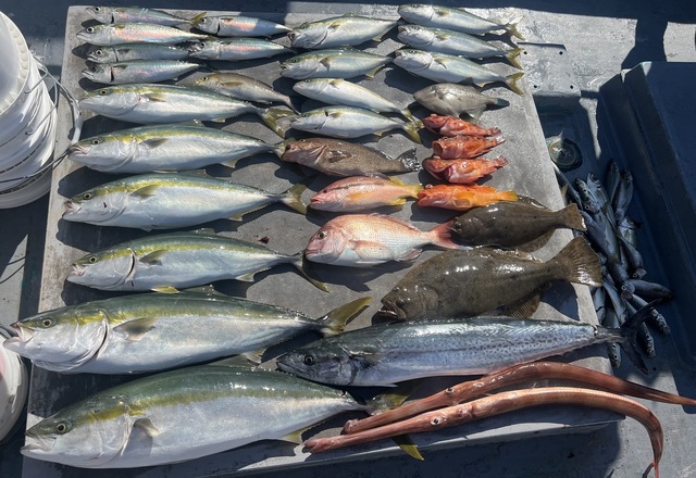 マダイ・ブリ・ハマチ(ブリ)・サワラ・ヒラメ