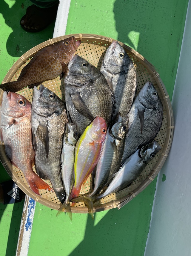 マダイ・クロダイ・アジ(マアジ)・イトヨリダイ