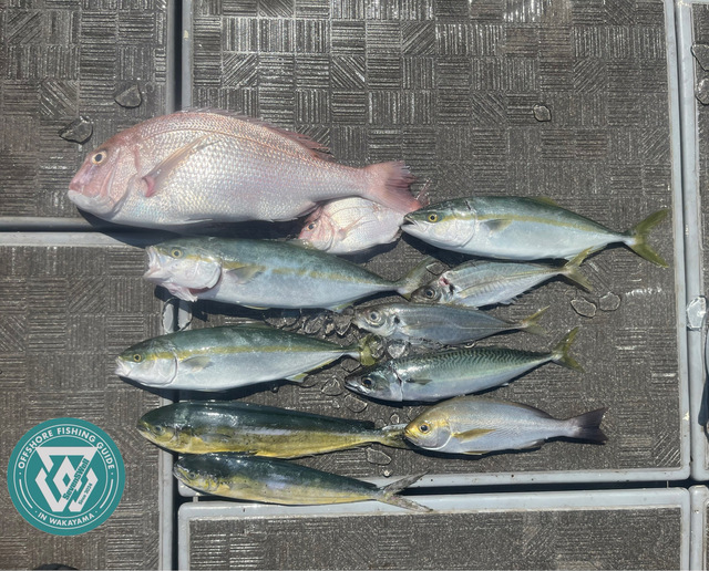 タイ(マダイ)・ツバス(ブリ)