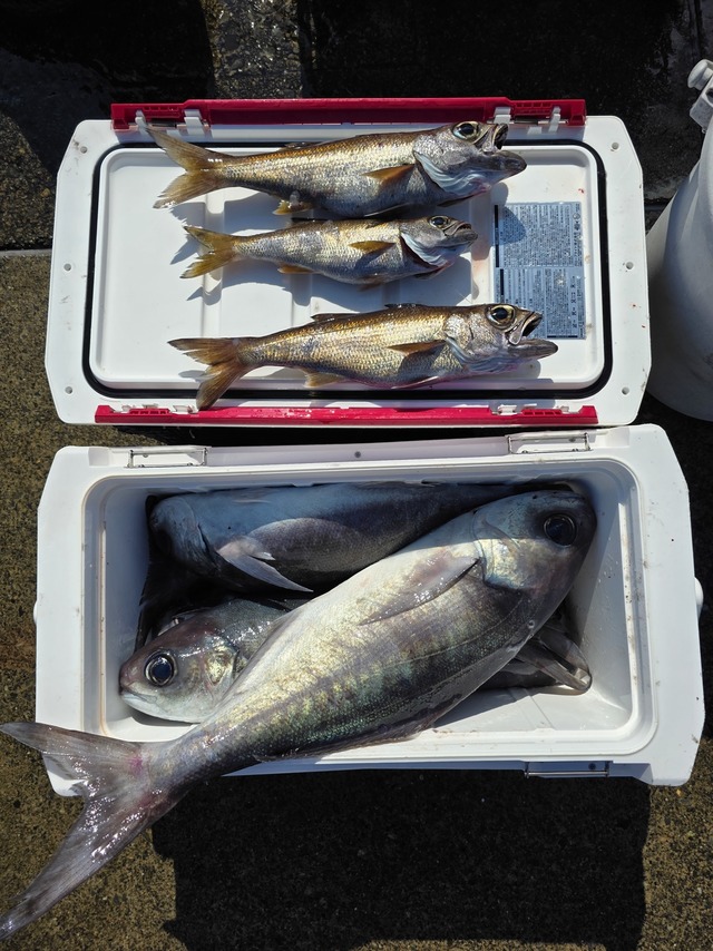 クロムツ・メダイ