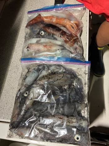 マイカ(ケンサキイカ)