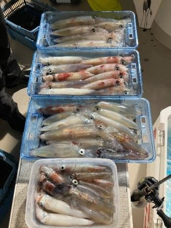 マイカ(ケンサキイカ)