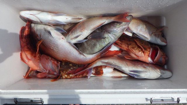 マダイ・マハタ・カサゴ