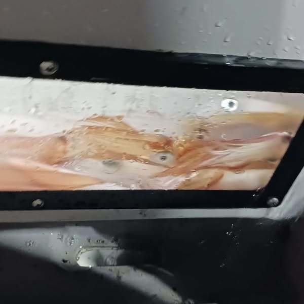 イカ(ケンサキイカ)