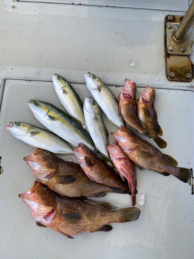 アコウ(キジハタ)・ツバス(ブリ)・カサゴ