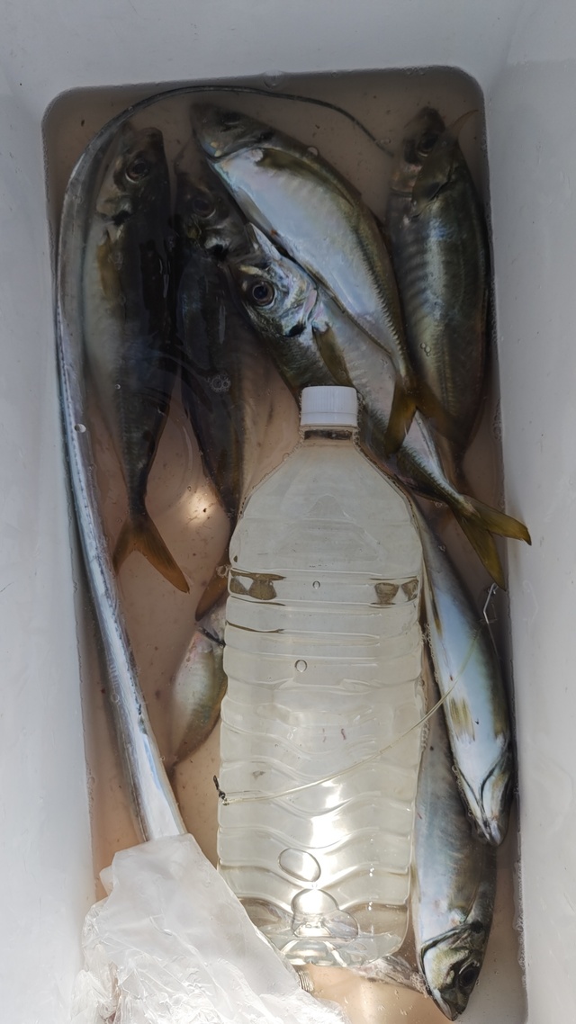 アジ(マアジ)・タチウオ