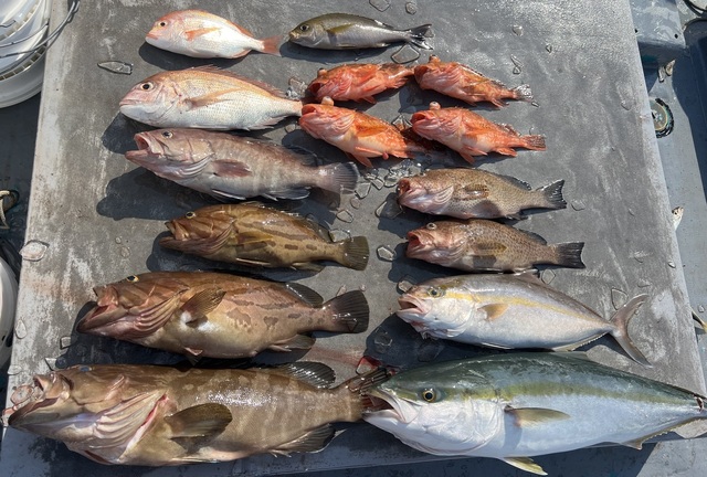 マダイ・レンコダイ(キダイ)・クエ・マハタ・ホウキハタ・オオモンハタ・ブリ・シオ(カンパチ)・イサキ・ウッカリカサゴ