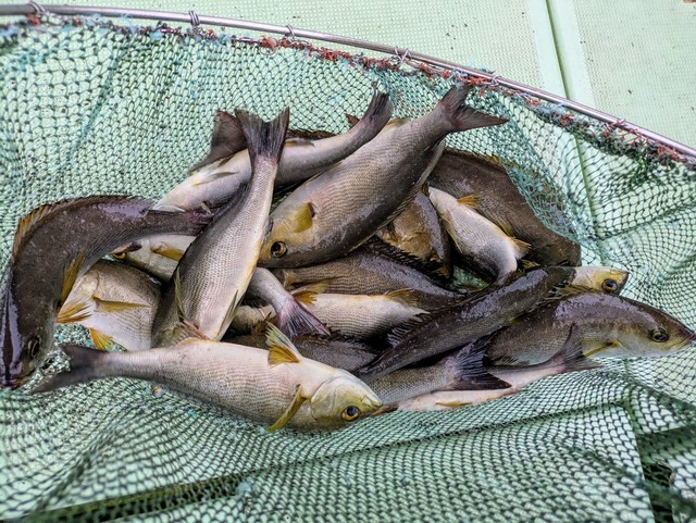 イサギ(イサキ)