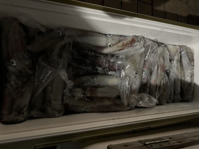 アカイカ(ケンサキイカ)