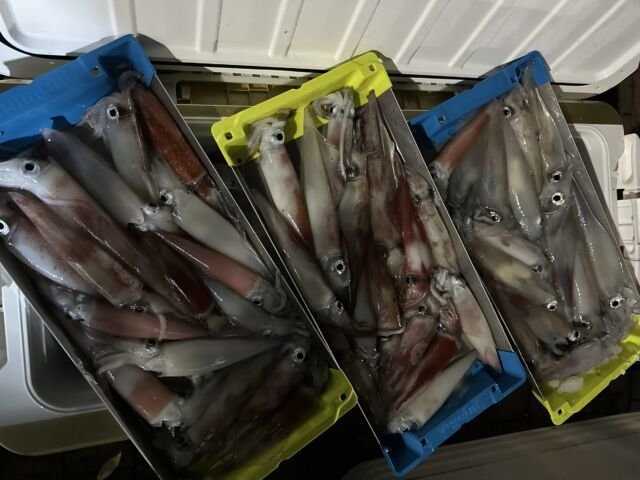 アカイカ(ケンサキイカ)