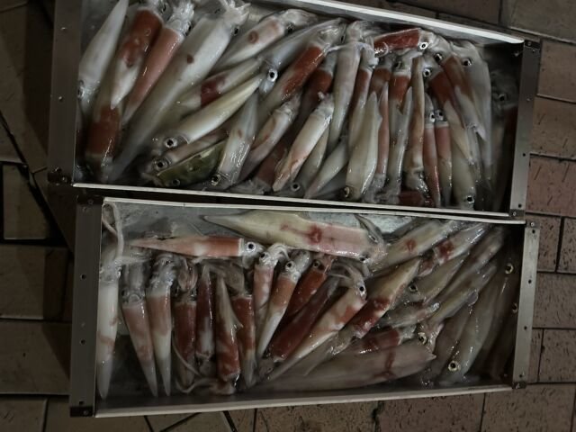 アカイカ(ケンサキイカ)