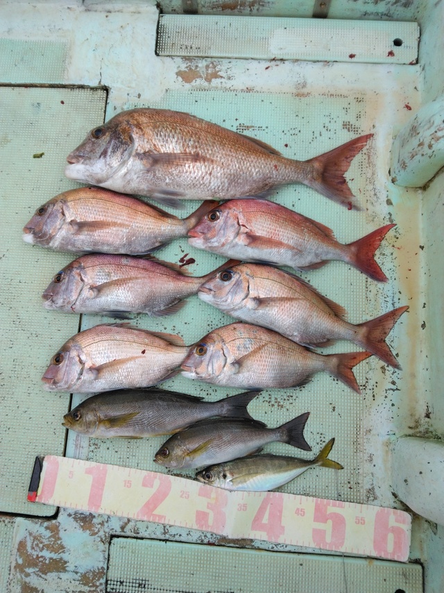 マダイ・マアジ・イサギ(イサキ)