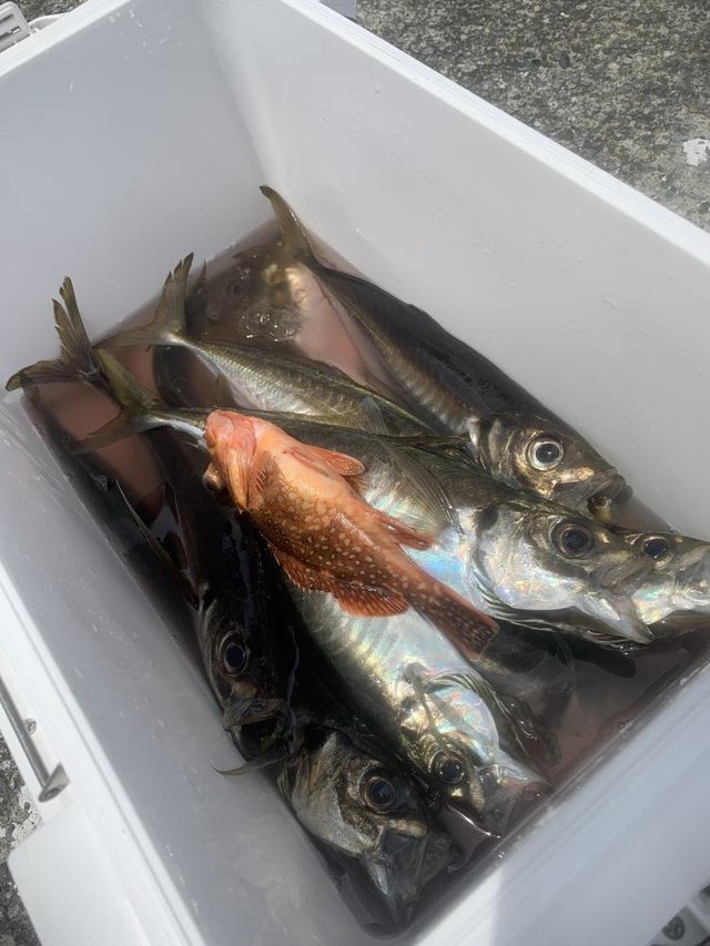 アジ(マアジ)・アマダイ(アカアマダイ)・イトヨリ(イトヨリダイ)・カサゴ・サバ(ゴマサバ)