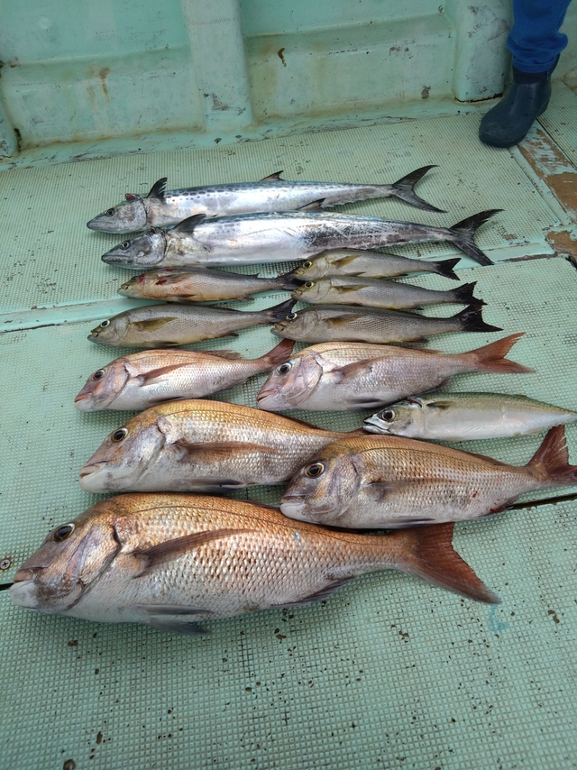 タイ(マダイ)・イサギ(イサキ)・サバ(マサバ)・サワラ