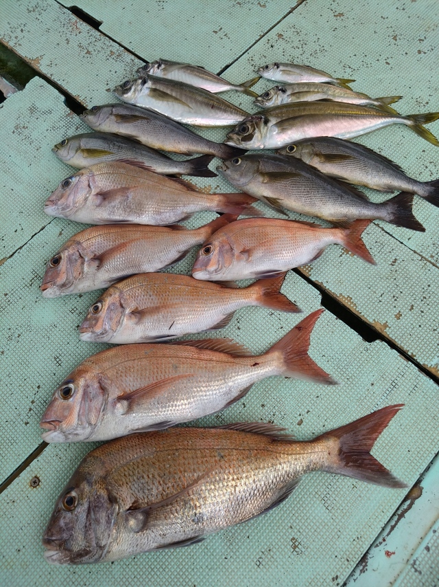 タイ(マダイ)・アジ(マアジ)・イサギ(イサキ)・サバ(マサバ)